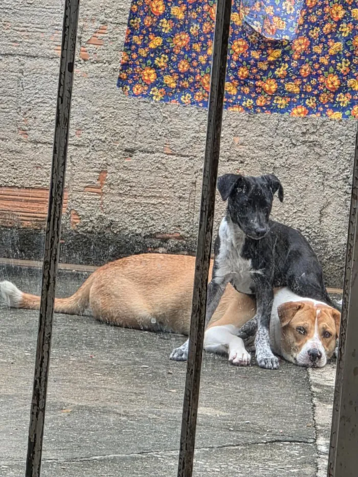 Cachorro raça SRD-ViraLata idade 2 a 6 meses nome Belinha e Lola 