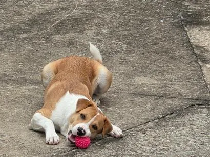 Cachorro raça SRD-ViraLata idade 2 a 6 meses nome Belinha e Lola 
