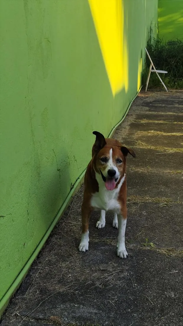 Cachorro raça SRD-ViraLata idade 6 ou mais anos nome Marley