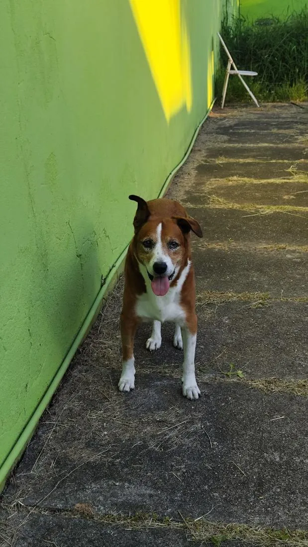 Cachorro raça SRD-ViraLata idade 6 ou mais anos nome Marley