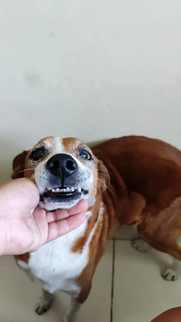 Cachorro raça SRD-ViraLata idade 6 ou mais anos nome Marley