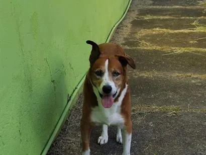 Cachorro raça SRD-ViraLata idade 6 ou mais anos nome Marley