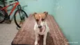 Chiquinha 
