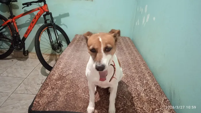 Cachorro raça SRD-ViraLata idade 6 ou mais anos nome Chiquinha 