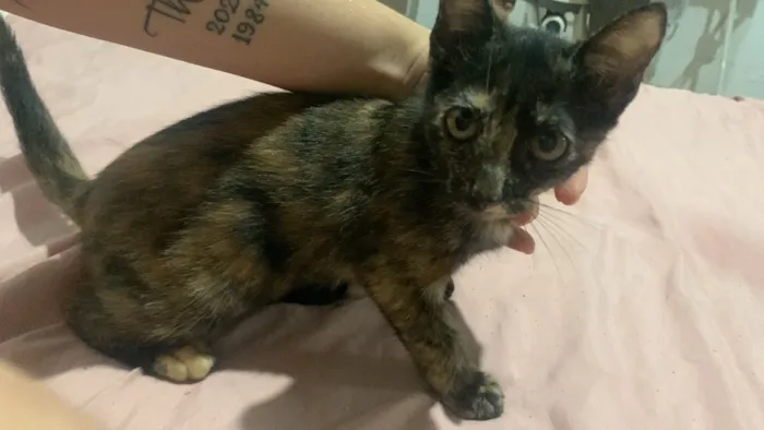 Gato raça SRD-ViraLata idade 2 a 6 meses nome Nina 