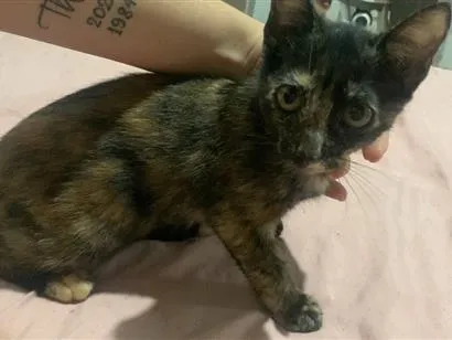 Gato raça SRD-ViraLata idade 2 a 6 meses nome Nina 