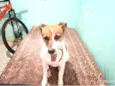 Chiquinha 