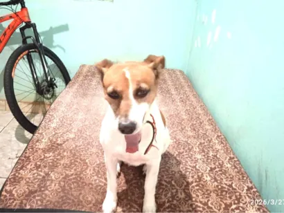 Cachorro raça SRD-ViraLata idade 6 ou mais anos nome Chiquinha 