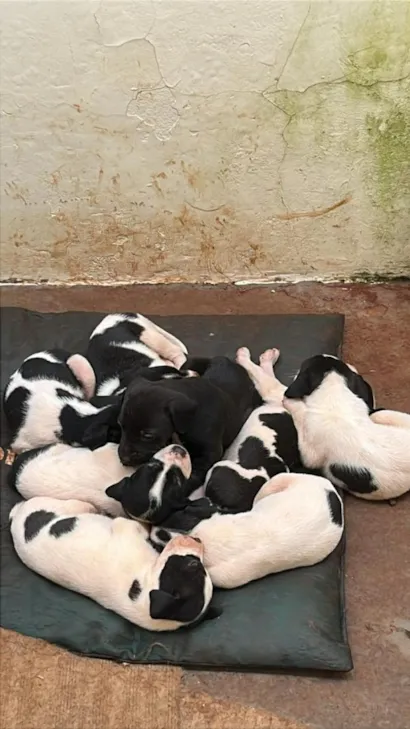 Cachorro raça SRD-ViraLata idade Abaixo de 2 meses nome filhote