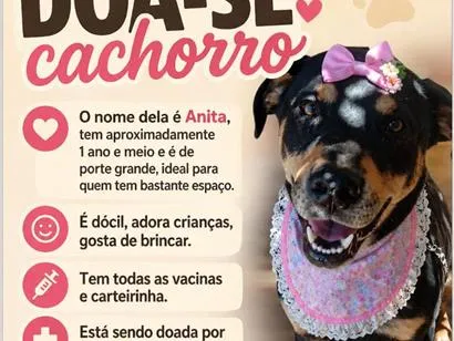 Cachorro raça SRD-ViraLata idade 1 ano nome Anita