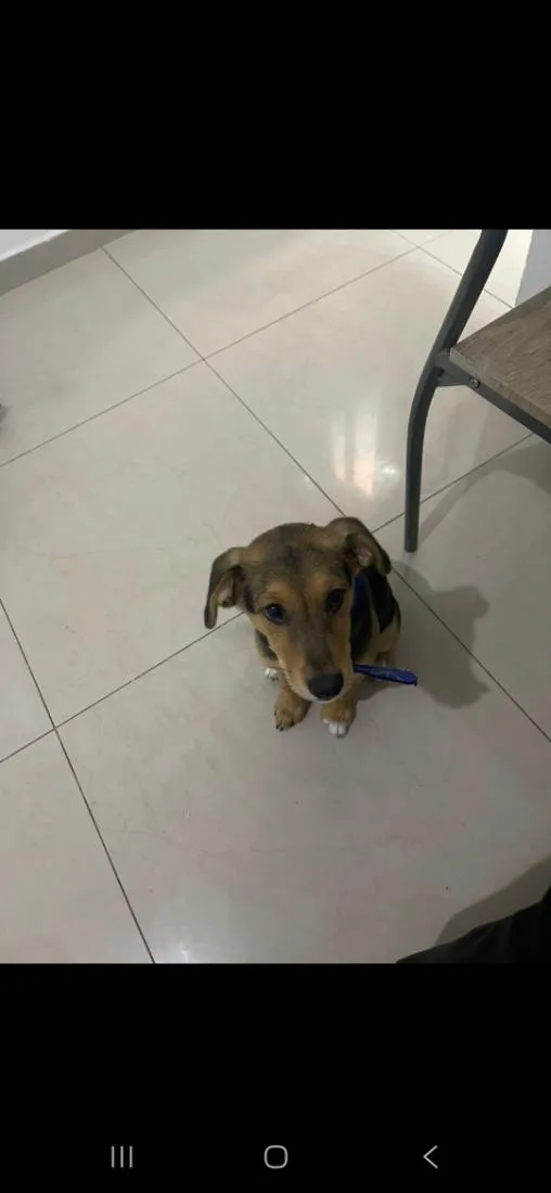 Cachorro raça SRD-ViraLata idade 2 a 6 meses nome George 