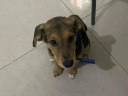 Cachorro raça SRD-ViraLata idade 2 a 6 meses nome George 