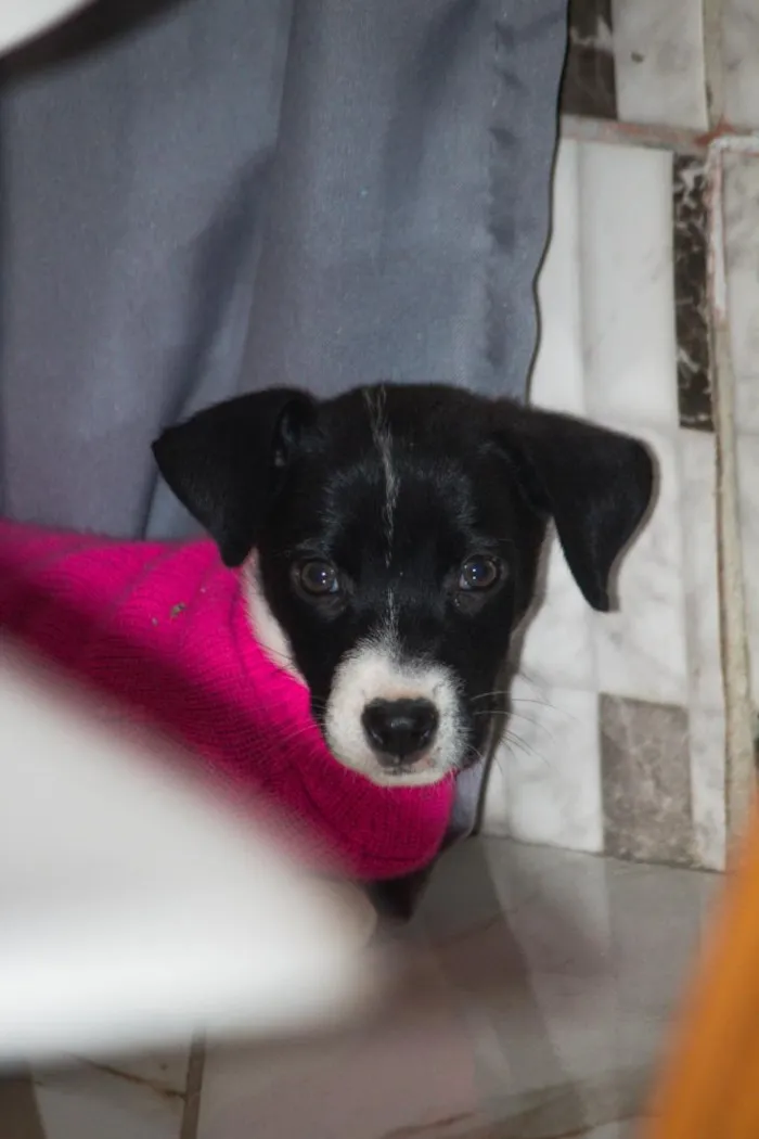 Cachorro raça SRD-ViraLata idade 2 a 6 meses nome Sem Nome