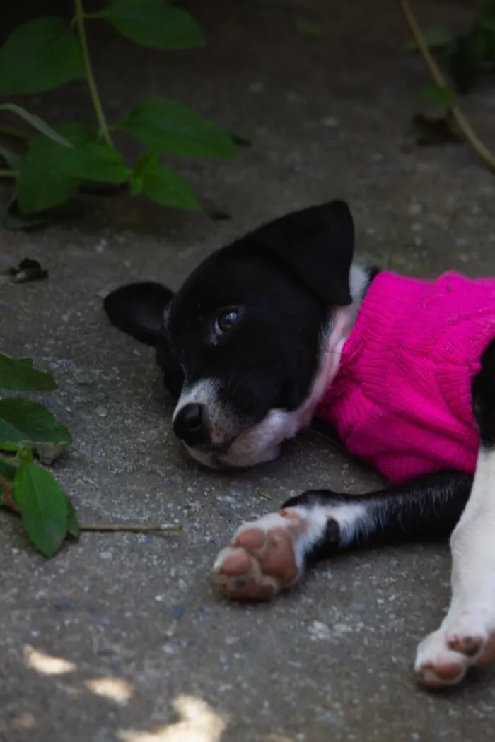Cachorro raça SRD-ViraLata idade 2 a 6 meses nome Sem Nome