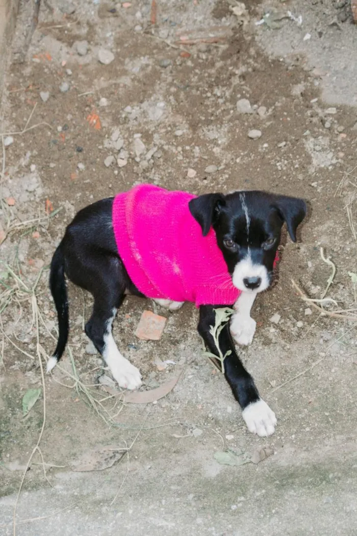Cachorro raça SRD-ViraLata idade 2 a 6 meses nome Sem Nome