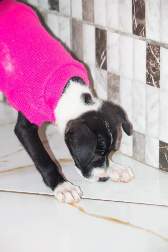 Cachorro raça SRD-ViraLata idade 2 a 6 meses nome Sem Nome