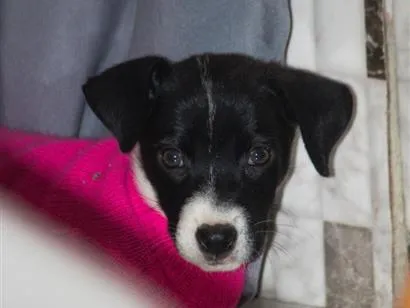 Cachorro raça SRD-ViraLata idade 2 a 6 meses nome Sem Nome