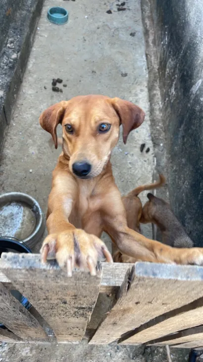 Cachorro raça SRD-ViraLata idade 1 ano nome Chanel