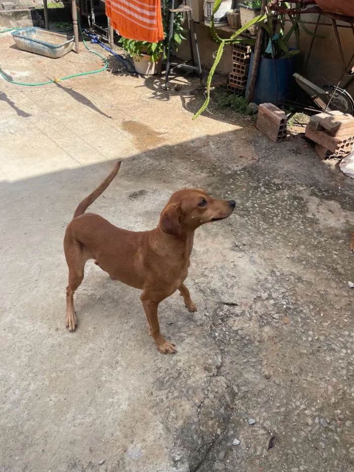 Cachorro raça SRD-ViraLata idade 1 ano nome Chanel