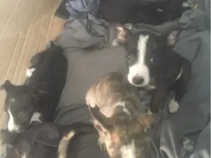 Cachorro raça SRD-ViraLata idade 2 a 6 meses nome Filhotes