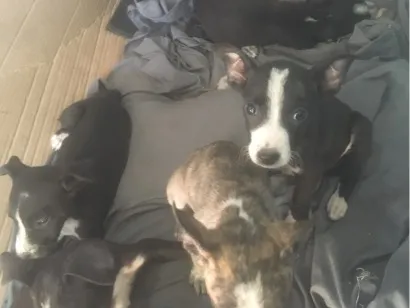 Cachorro raça SRD-ViraLata idade 2 a 6 meses nome Filhotes