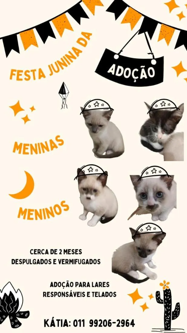 Gato raça SRD-ViraLata idade 2 a 6 meses nome Ainda não tem nome
