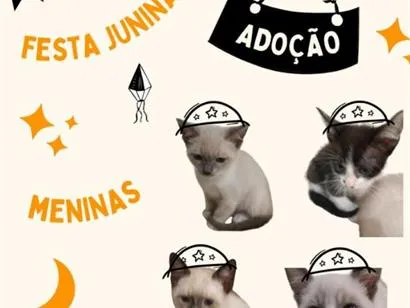 Gato raça SRD-ViraLata idade 2 a 6 meses nome Ainda não tem nome