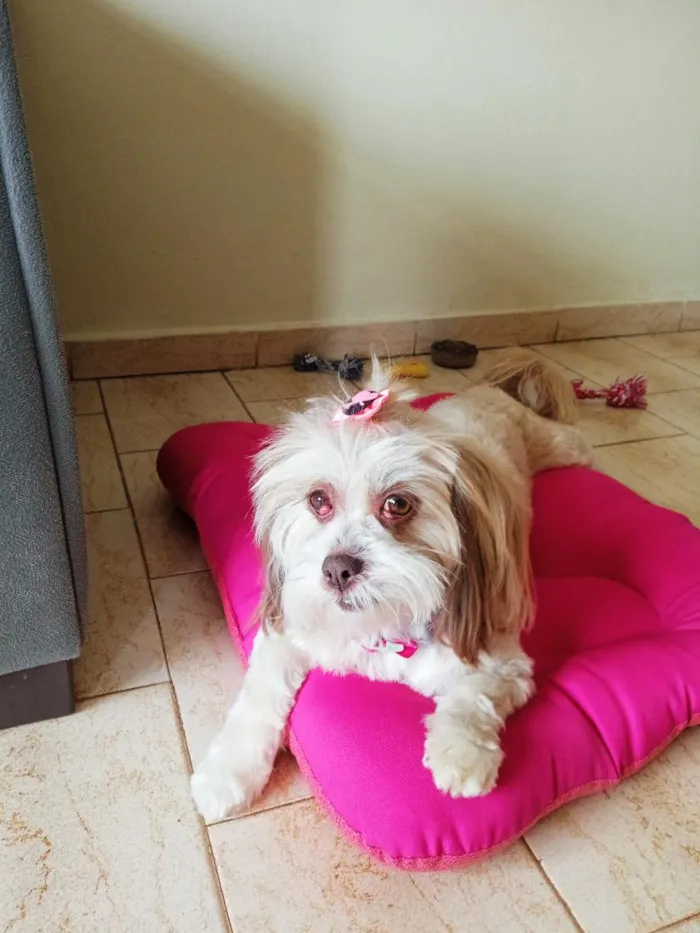 Cachorro raça Lhasa Apso idade 6 ou mais anos nome Princesa 