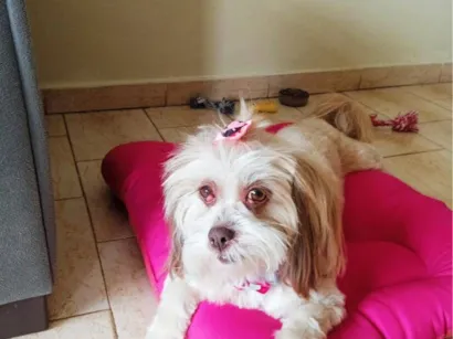 Cachorro raça Lhasa Apso idade 6 ou mais anos nome Princesa 