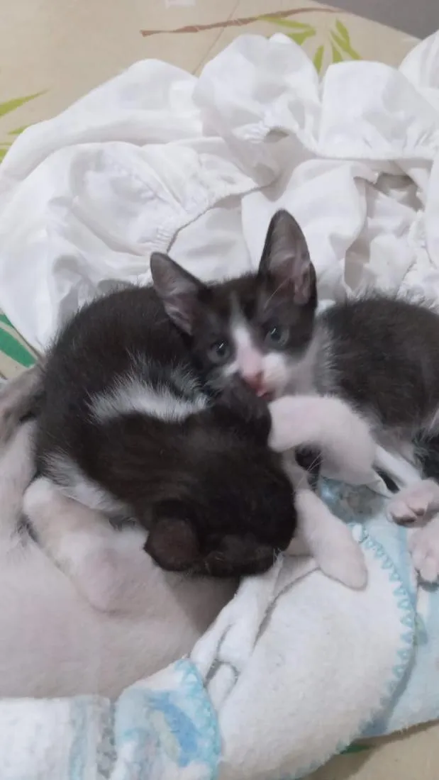 Gato raça SRD-ViraLata idade 2 a 6 meses nome Ainda sem nomes