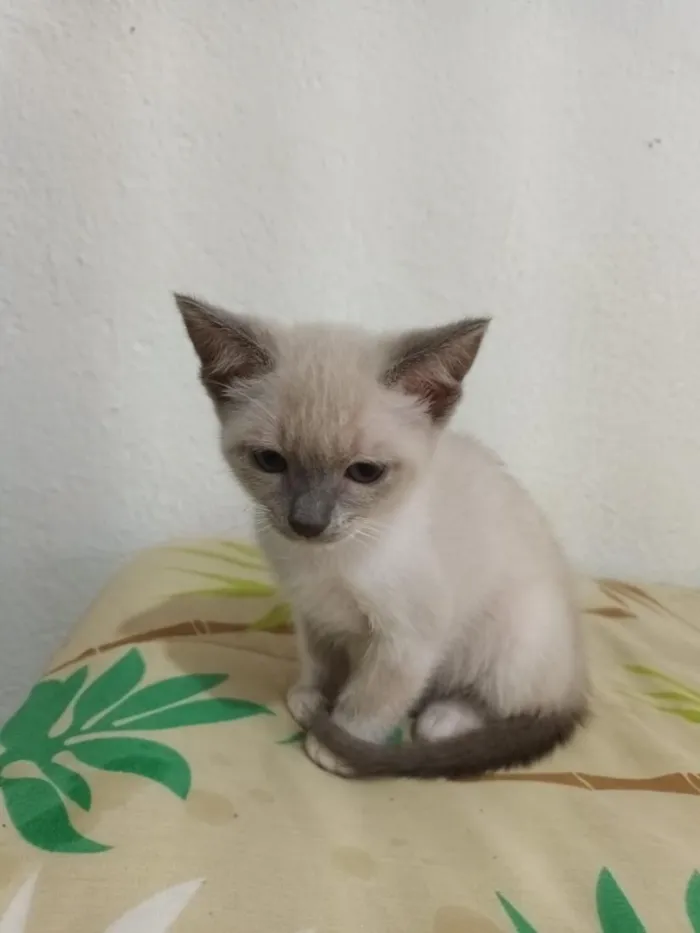 Gato raça SRD-ViraLata idade 2 a 6 meses nome Ainda sem nomes