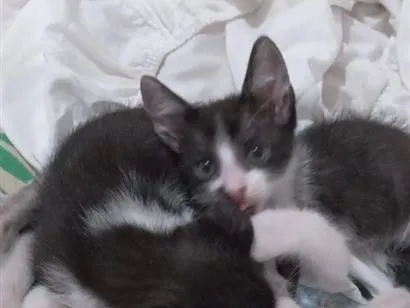 Gato raça SRD-ViraLata idade 2 a 6 meses nome Ainda sem nomes