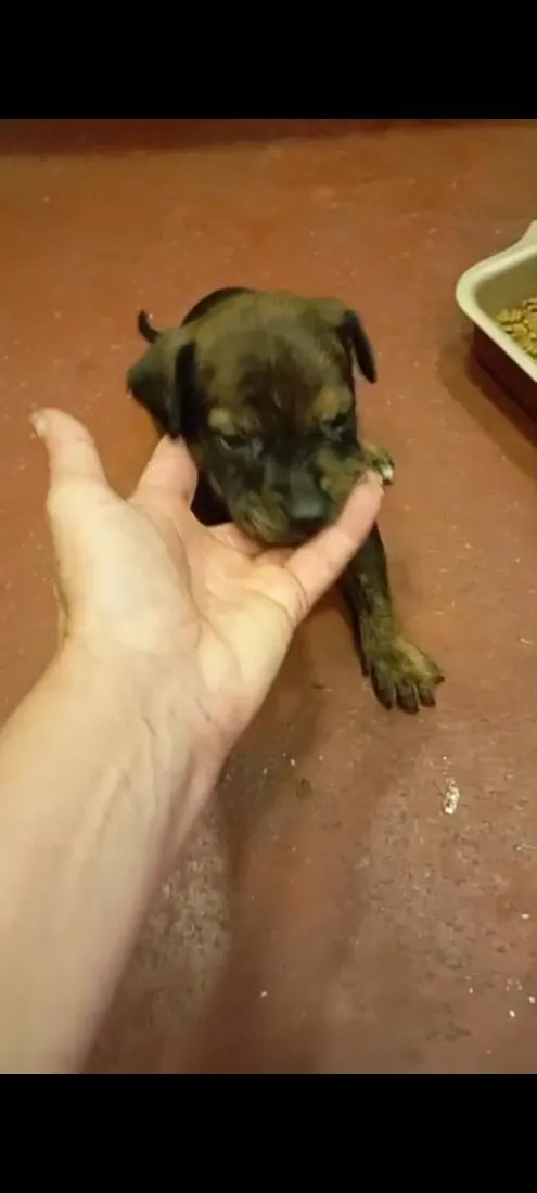 Cachorro raça SRD-ViraLata idade 2 a 6 meses nome filhotes 
