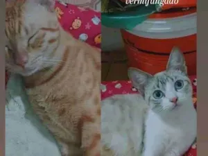 Gato raça SRD-ViraLata idade 7 a 11 meses nome nala,mailon,marie,kiara,zaion