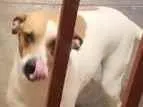 Cachorro raça SRD-ViraLata idade 2 anos nome Flora