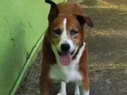 Cachorro raça SRD-ViraLata idade 6 ou mais anos nome Marley