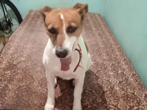 Cachorro raça SRD-ViraLata idade 6 ou mais anos nome Chiquinha 