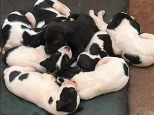 Cachorro raça SRD-ViraLata idade Abaixo de 2 meses nome filhote