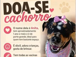 Cachorro raça SRD-ViraLata idade 1 ano nome Anita