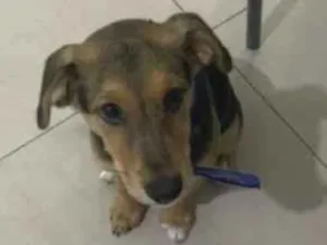 Cachorro raça SRD-ViraLata idade 2 a 6 meses nome George 