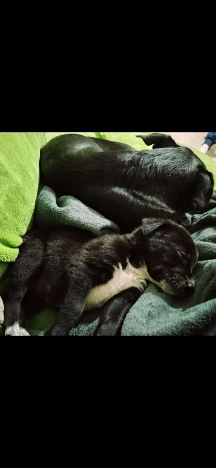 Cachorro raça SRD-ViraLata idade Abaixo de 2 meses nome Sabidinho