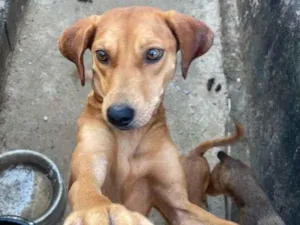 Cachorro raça SRD-ViraLata idade 1 ano nome Chanel