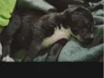 Sabidinho