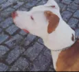 Tayson 