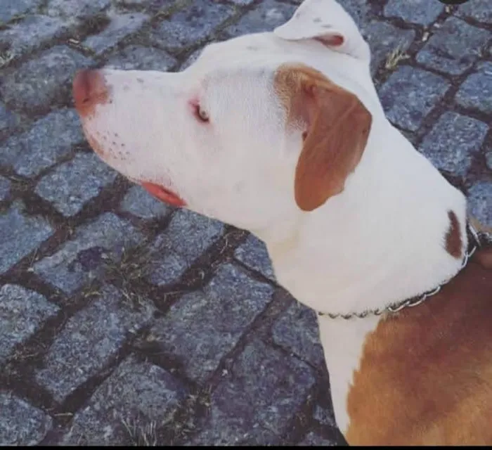 Cachorro raça Pit-Bull idade 5 anos nome Tayson 