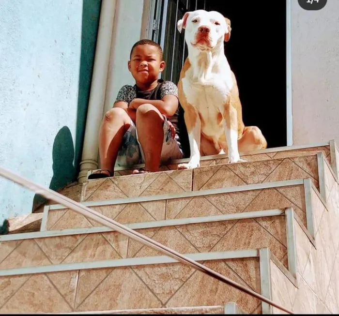 Cachorro raça Pit-Bull idade 5 anos nome Tayson 