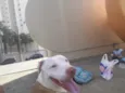 Tayson 