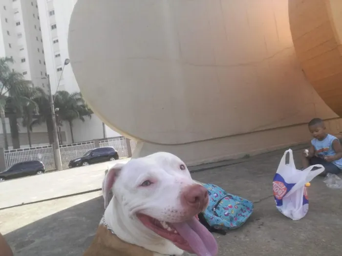 Cachorro raça Pit-Bull idade 5 anos nome Tayson 