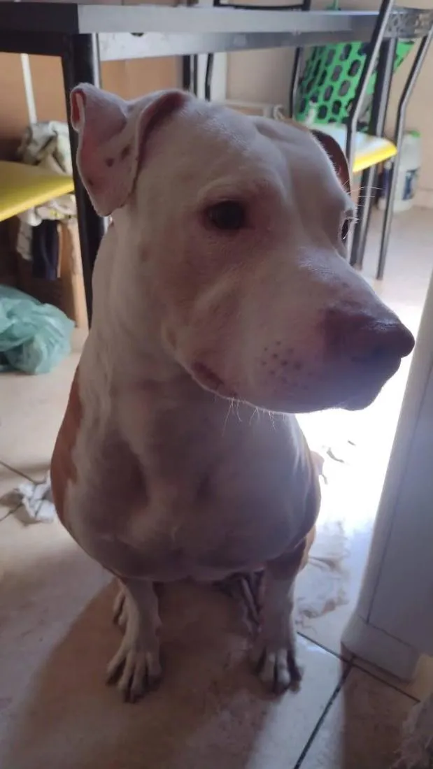 Cachorro raça Pit-Bull idade 5 anos nome Tayson 