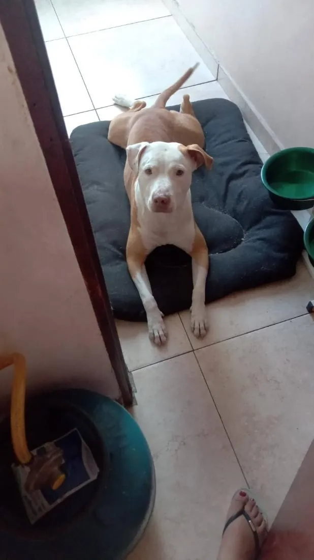 Cachorro raça Pit-Bull idade 5 anos nome Tayson 